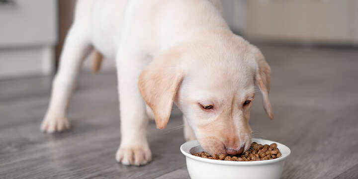 Labrador Welpe mit Trockenfutter 1000x500